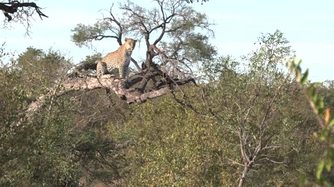 A leopard sits perched on top a fallen tree as it surveys the land on a Stock Footage 153627417