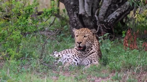Leopard Sitting Alert in Dense Green Forest Видео 328957826