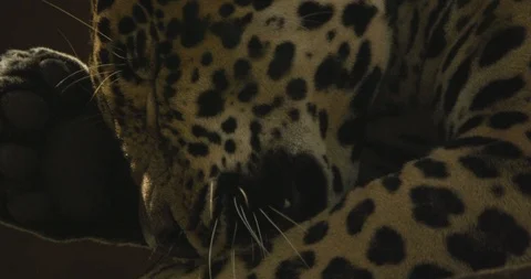 Leopard sitting and grooming himself after eating a meal Stock Footage 109365634