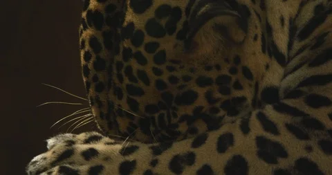Leopard sitting and grooming himself after eating a meal Stock Footage 109365856