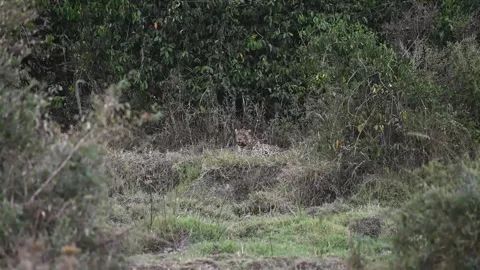 Leopard sitting and looking in Masai Mara Video stock 250800844