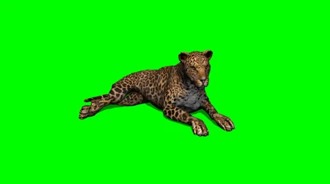 Leopard sitting and looks around - green screen Stock Footage 39237245