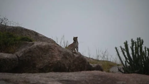 Leopard sitting on a boulder in Jawai in the beautiful evening light Video stock 289842859