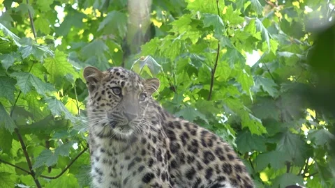 Leopard sitting on branch of a tree close up shot 스톡 동영상 140052582