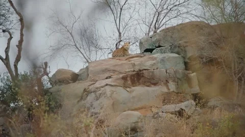 Leopard Sitting as Cub Walks on Rocks in Kruger National Park 스톡 동영상 300684445