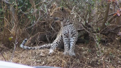 A leopard sitting down in the bush Stock Footage 123828444