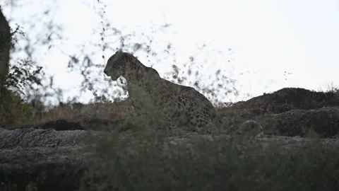Leopard sitting down in a cinematic scene in Jawai national park Video stock 289842789