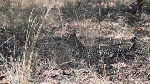 Leopard sitting down to rest in the afternoon in Pench national park Video stock 272925145