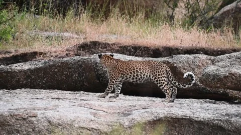 Leopard sitting down to rest in Jawai national park Video stock 289842689