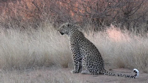 A leopard sitting down surveying the dry winter grass as a gentle breeze Stock Footage 162335963