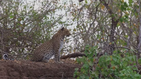 A leopard sitting on the edge of a riverbank Video stock 285152138