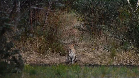 Leopard sitting at the edge of a watering hole Stock Footage 93210922