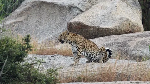 Leopard sitting elegantly on a boulder at Jawai national park Video stock 292491593