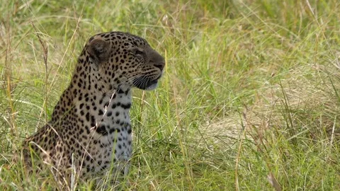 Leopard sitting in a field 스톡 동영상 100302633