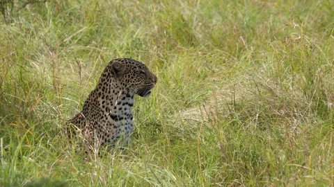Leopard sitting in a field, slowmo, 4k 스톡 동영상 100302637