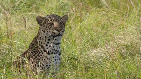 Leopard sitting in a field, slowmo 스톡 동영상 100302643