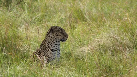 Leopard sitting in a field, Uganda 스톡 동영상 100302638