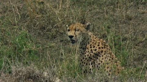 Leopard sitting in the grass in windy weather Close Up Stock Footage 104972703