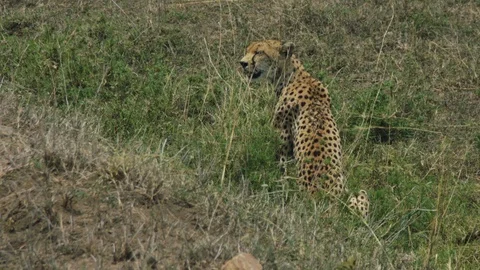 Leopard sitting in the grass in windy weather Stock Footage 104972960
