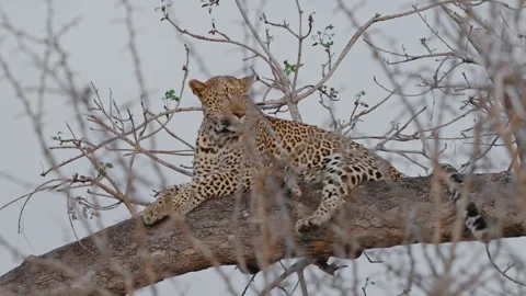 Leopard Sitting on High Tree Branch in Kruger National Park Observing Calmly Video stock 300684398
