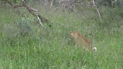 Leopard Sitting in Long Grass, Camouflaged Watching Prey. Stock Footage 104325097