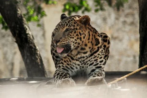 Leopard sitting over the tree Stock Photos