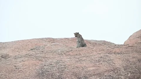 Leopard sitting peacefully on a huge rock in Jawai national park Stock Footage 289845215