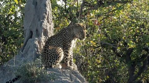 Leopard sitting on rock in Africa Stock Footage 100557748