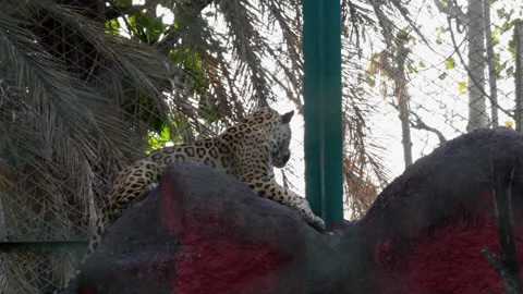 Leopard sitting on the rock captive at zoo park 4k 60p Stock Footage 244108385