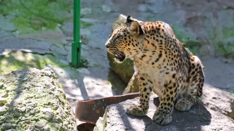 Leopard is sitting on rock in zoo Skazka in Yalta, Ukraine. Stock Footage 50280703