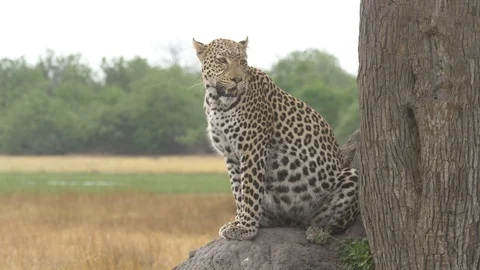 Leopard sitting on the savanna under a tree panting and looking for prey Stock Footage 100542494