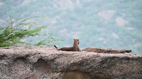Leopard sitting serenely on a huge boulder in Jawai national park Video stock 284815141