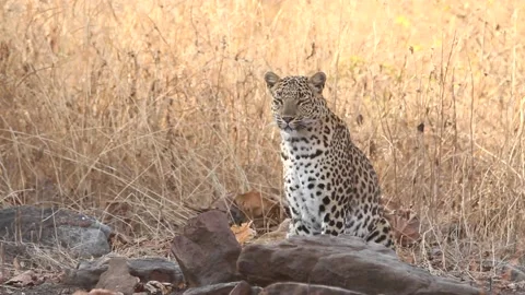 Leopard sitting in shade at panna tiger reserve Stock Footage 135765760
