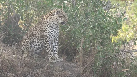 LEOPARD SITTING ON SMALL HILL | EXT, MEDIUM | 60fps | 1080p Stock Footage 105313068