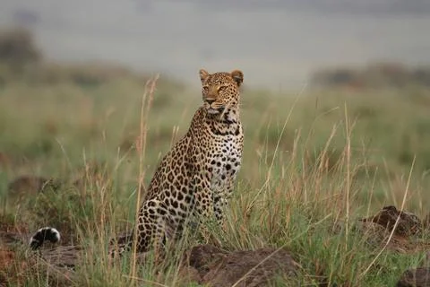 Leopard sitting on a small looking left Stock Photos