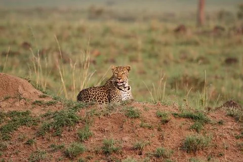 Leopard sitting on a small looking left Stock Photos