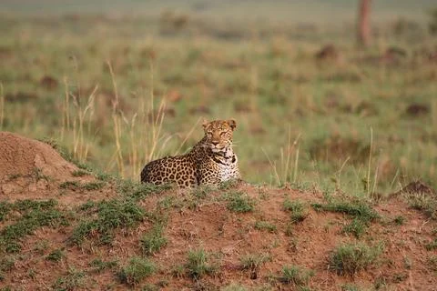 Leopard sitting on a small looking left Stock Photos