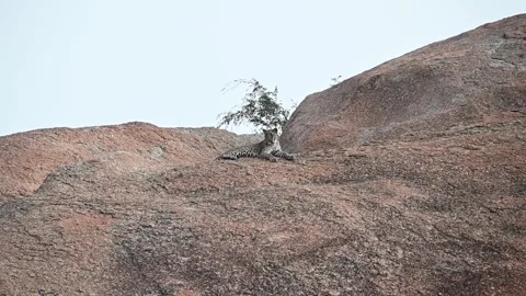 Leopard sitting still on a huge boulder in Jawai national park Video stock 289844152