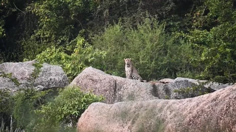 Leopard sitting on top of a rock and looking around in Jawai Video stock 257886531