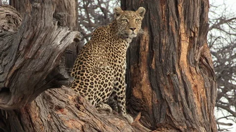 Leopard sitting in tree and looking around Video stock 61258213