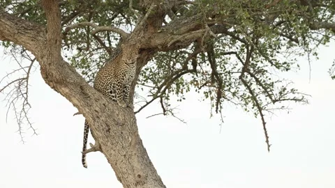 A leopard sitting in a tree and surveying the plains below in the Masai Stock Footage 214630006