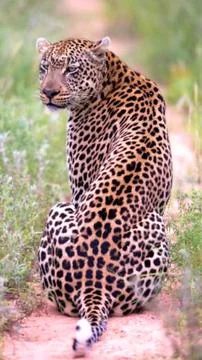 Leopard Sitting on Tree Branch Stock Photos