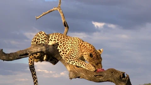 Leopard sitting in a tree, eating a chunk of meat. Stock-Footage 101768521