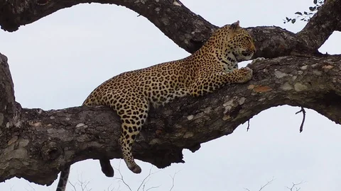 Leopard sitting on a tree Stock Footage 107439547