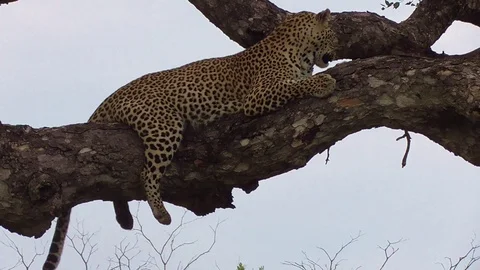 Leopard sitting on a tree Stock Footage 107439582