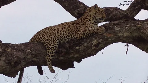 Leopard sitting on a tree Stock Footage 107440857