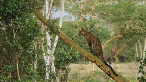 Leopard sitting on tree Video stock 150297533