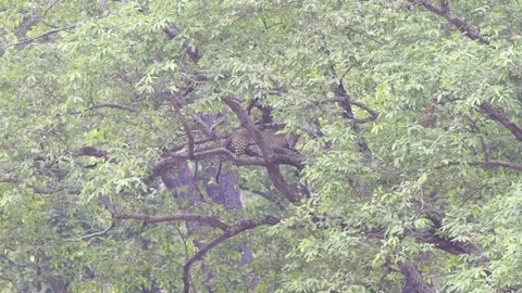 Leopard sitting on the tree Stock Footage 205887498