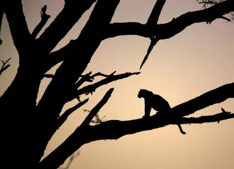 Leopard sitting in a tree Stock Photos