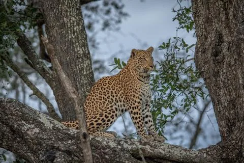 Leopard sitting in a tree. Stock Photos